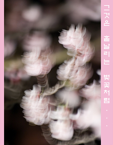 그것은 흩날리는 벚꽃처럼…