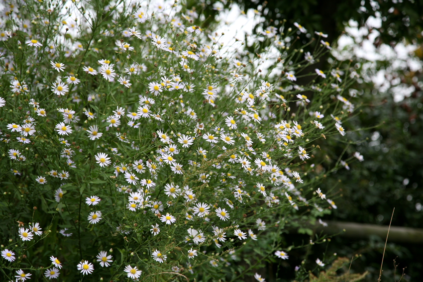 F L O W E R